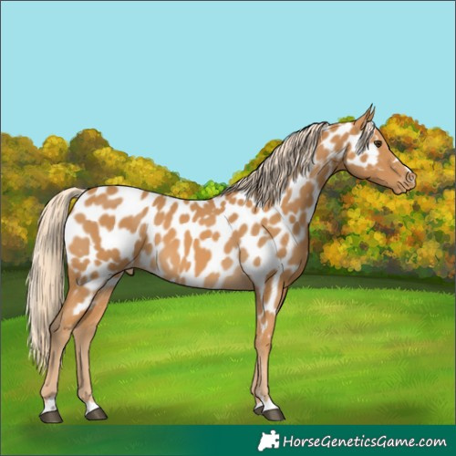 Horse Color:Palomino Appaloosa 