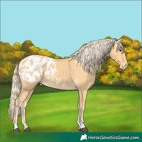 Horse Color:Palomino Blanket