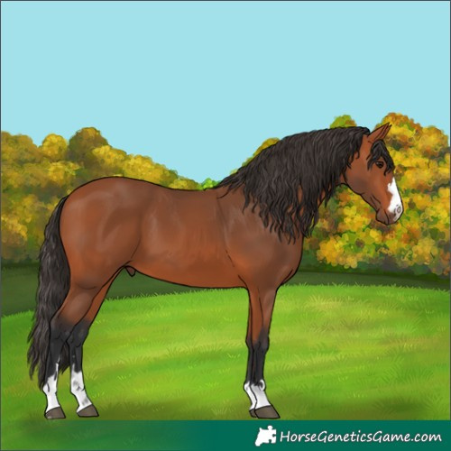 Horse Color:Bay 