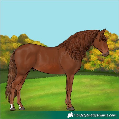 Horse Color:Chestnut 