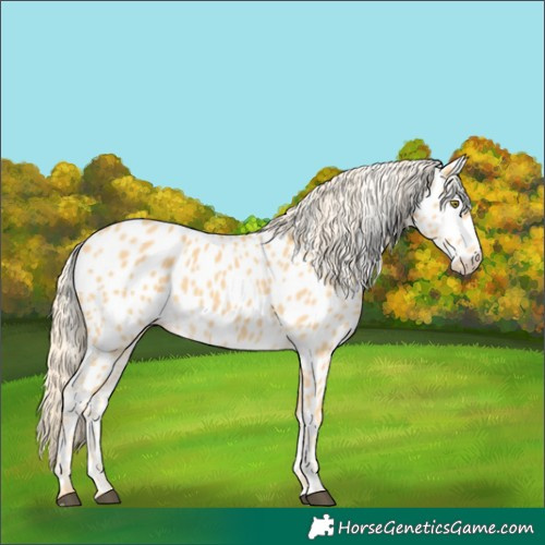 Horse Color:Palomino Appaloosa