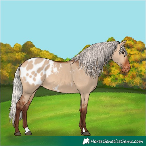 Horse Color:Silver Bay Dun Appaloosa 