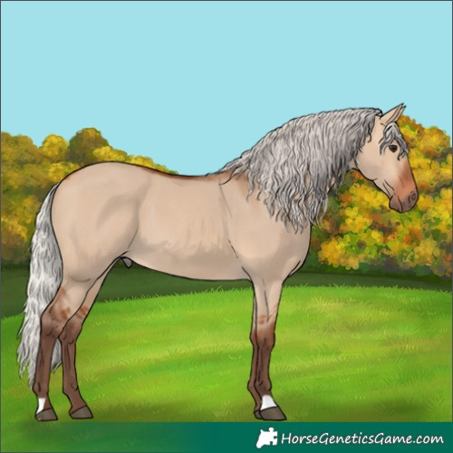 Horse Color:Silver Bay Dun