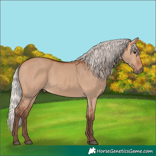 Horse Color:Silver Bay Dun 
