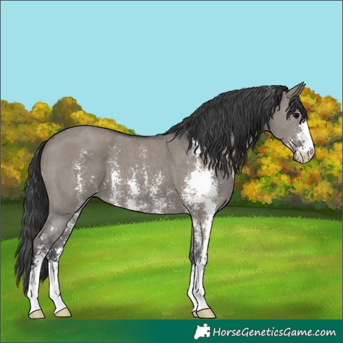 Horse Color:Grullo Sabino