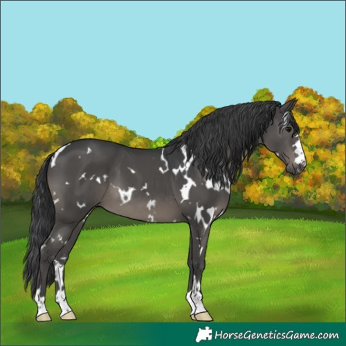 Horse Color:White Spotted Black 