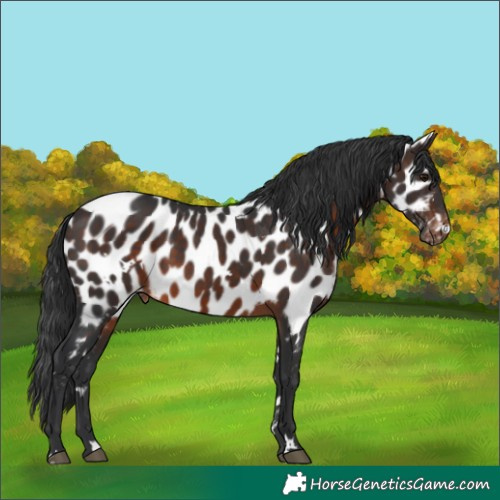 Horse Color:White Spotted Brown Appaloosa Rabicano