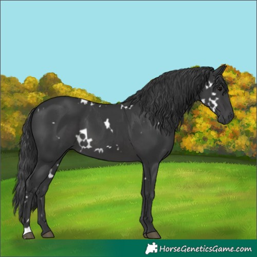 Horse Color:White Spotted Black 