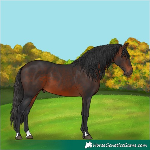 Horse Color:Brown 