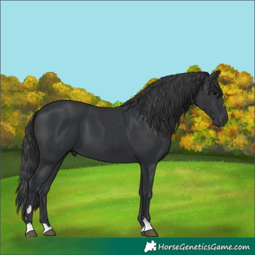 Horse Color:Black 