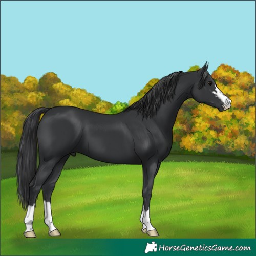 Horse Color:Black