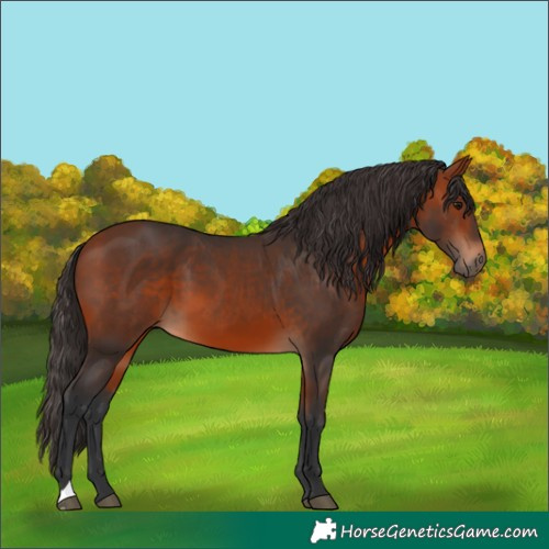 Horse Color:Bay 