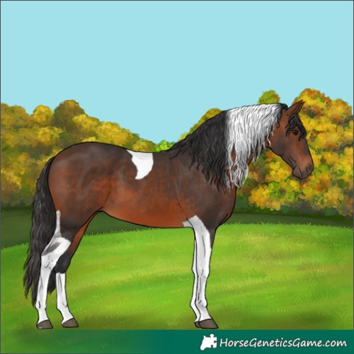 Horse Color:Brown Tobiano 