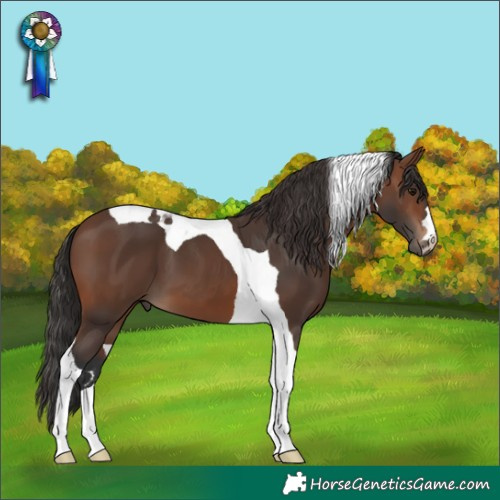 Horse Color:Brown Tobiano