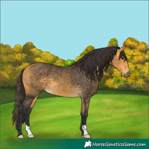 Horse Color:Buckskin 