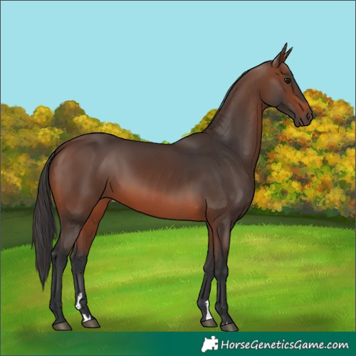 Horse Color:Brown 
