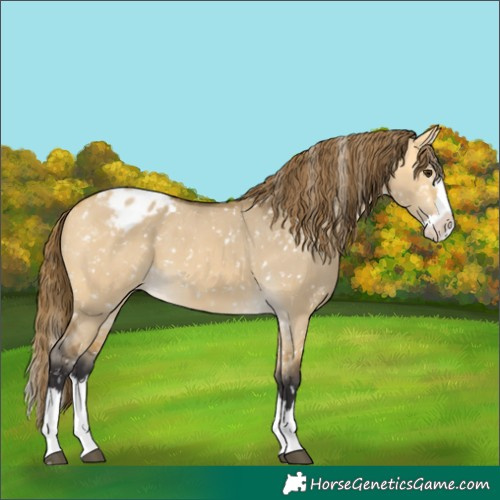 Horse Color:Buckskin Dun Splash Blanket