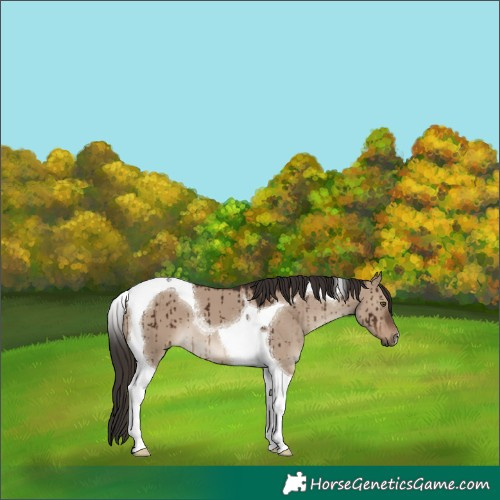 Horse Color:Liver Red Dun Tobiano Brindle 