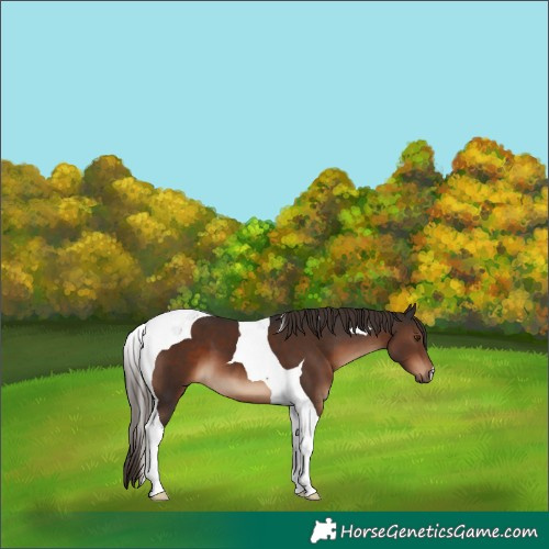 Horse Color:Liver Chestnut Tobiano 