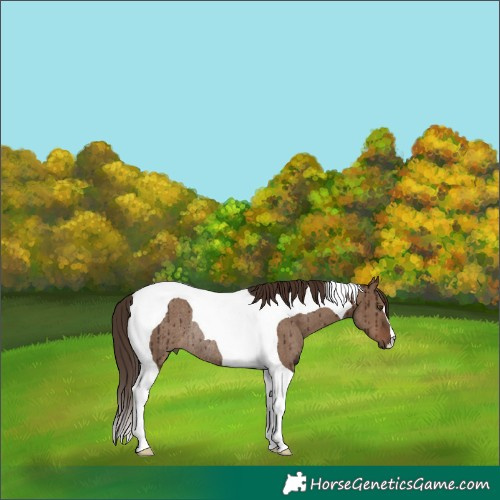 Horse Color:Liver Red Dun Tobiano Rabicano Brindle