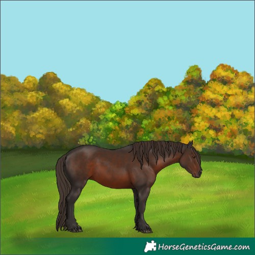 Horse Color:Liver Chestnut Rabicano 