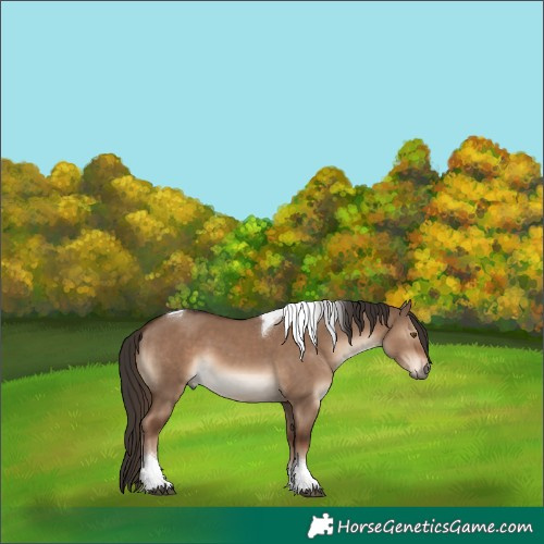 Horse Color:Liver Red Dun Tobiano 
