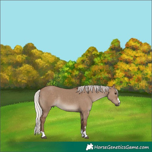 Horse Color:Silver Grullo 