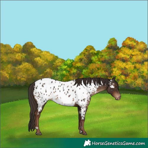 Horse Color:Liver Chestnut Appaloosa 