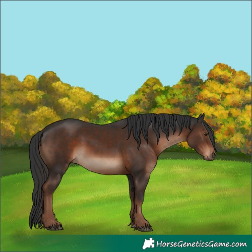 Horse Color:Liver Chestnut 