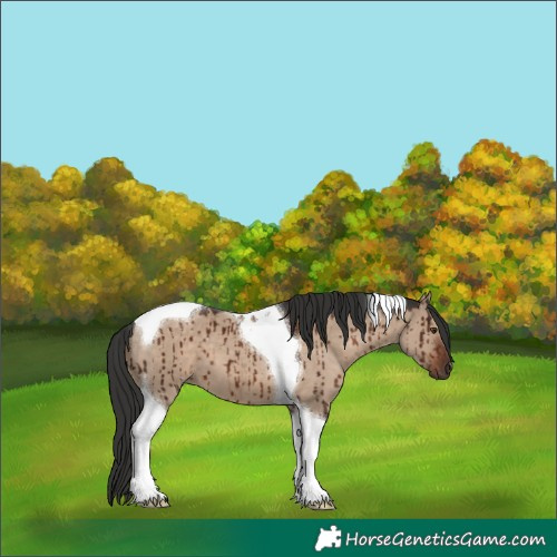 Horse Color:Liver Red Dun Tobiano Brindle