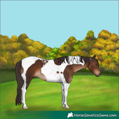 Horse Color:Liver Chestnut Tobiano 