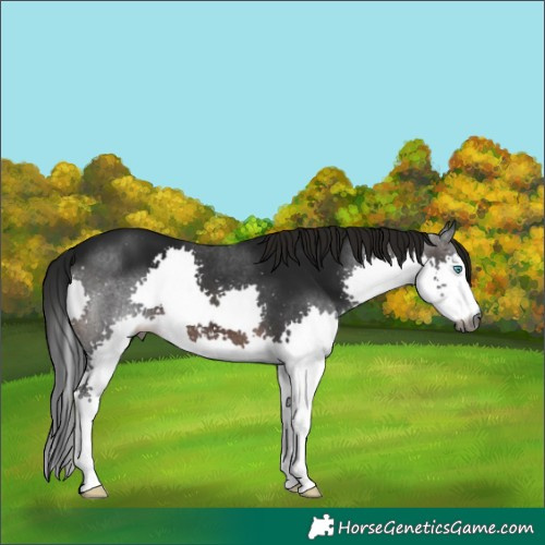 Horse Color:Gray Brown Splash 