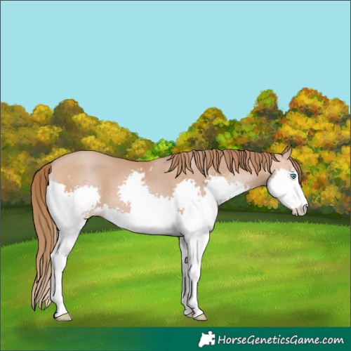 Horse Color:Brown Pearl Splash