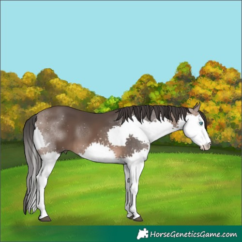 Horse Color:Brown Splash