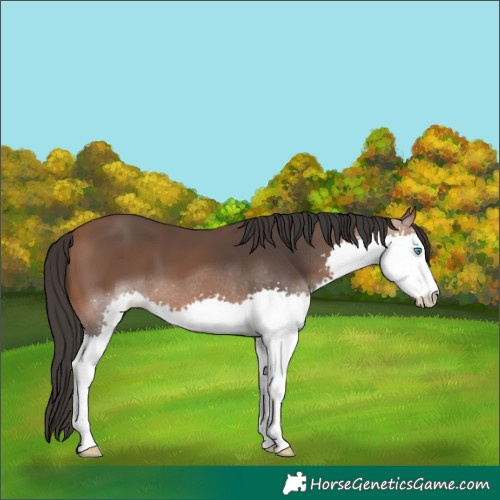 Horse Color:Bay Splash 