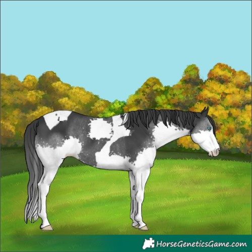 Horse Color:Black Splash Tobiano