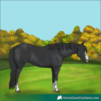 Horse Color:Black and Black