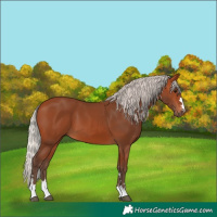 Horse Color:Silver Bay 