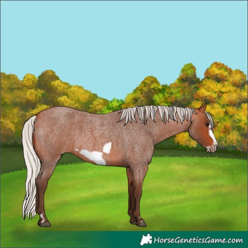 Horse Color:Silver Bay Roan Frame