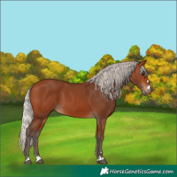 Horse Color:Silver Bay 