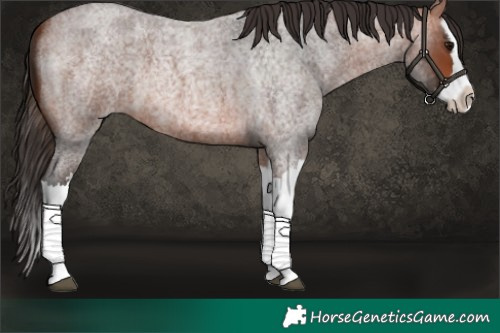 Horse Color:Bay Roan Splash 