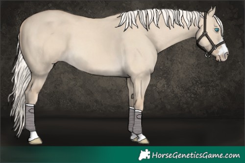 Horse Color:Cremello Dun 