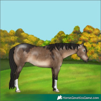 Horse Color:Gray Brown Dun Mushroom