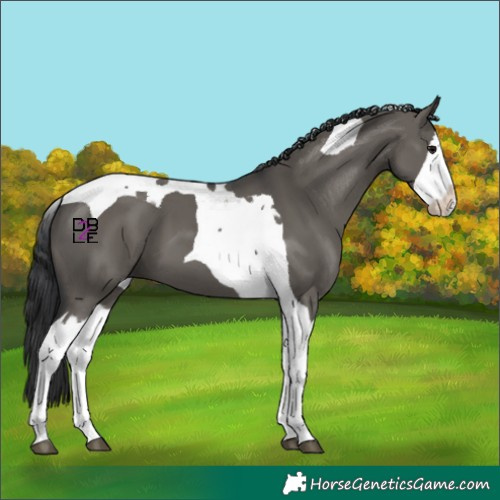 Horse Color:Grullo Splash Tobiano