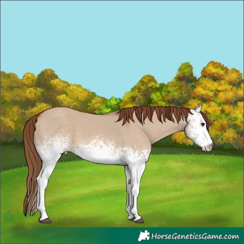 Horse Color:White Spotted Red Dun 