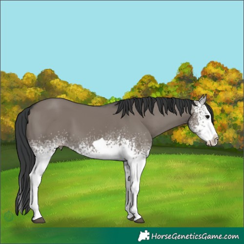 Horse Color:White Spotted Grullo Splash Tobiano