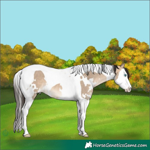 Horse Color:White Spotted Bay Dun Splash Tobiano 