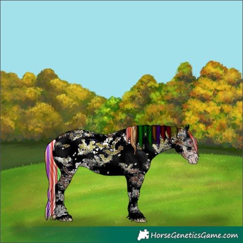 Horse Color:Gray Painted White Spotted Gold Champagne Ice Onyx Splash Skewed Appaloosa Rabicano 