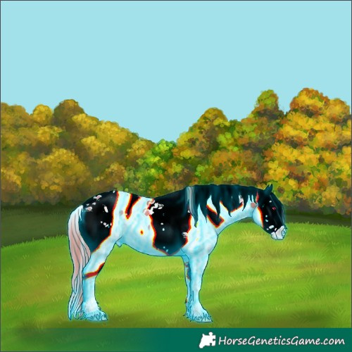 Horse Color:Thunderstruck White Spotted Gold Champagne Ice Onyx Splash Appaloosa Rabicano