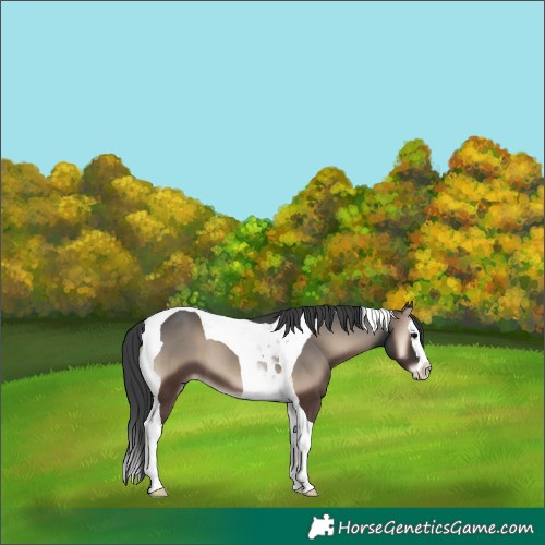 Horse Color:Blue Onyx Splash Tobiano